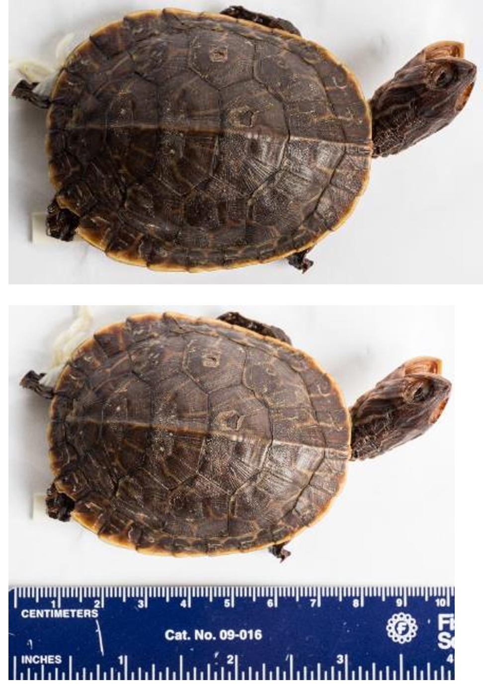 <p>Chicken Turtle order & suborder</p>