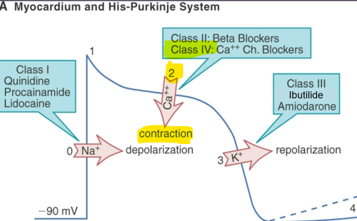 <p>What phase does Class IV anti-arrhythmic drugs affect?</p>