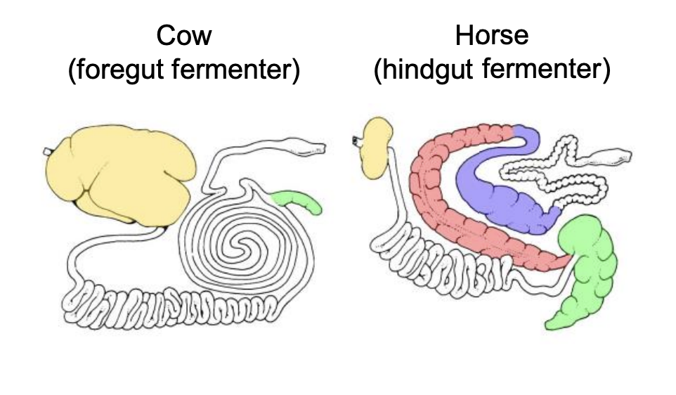 <p>Digestive tract comparison with cow and human</p>