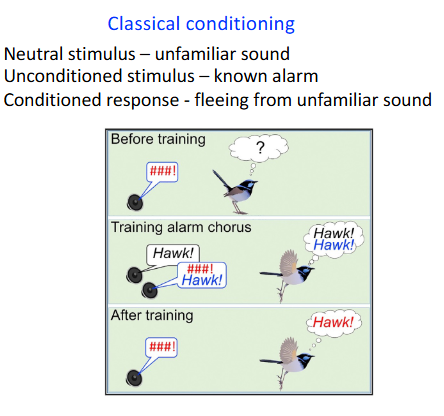 <p>learning when a neutral stimulus is paired with an unconditioned stimulus to elicit a reflexive response (no prior learning)</p><ul><li><p>involuntary, automatic, passive learning that involves reflexes and predicting what will happen</p></li><li><p>Ex. Pavlov’s dog (drool at sound of a bell)</p></li></ul><p></p>