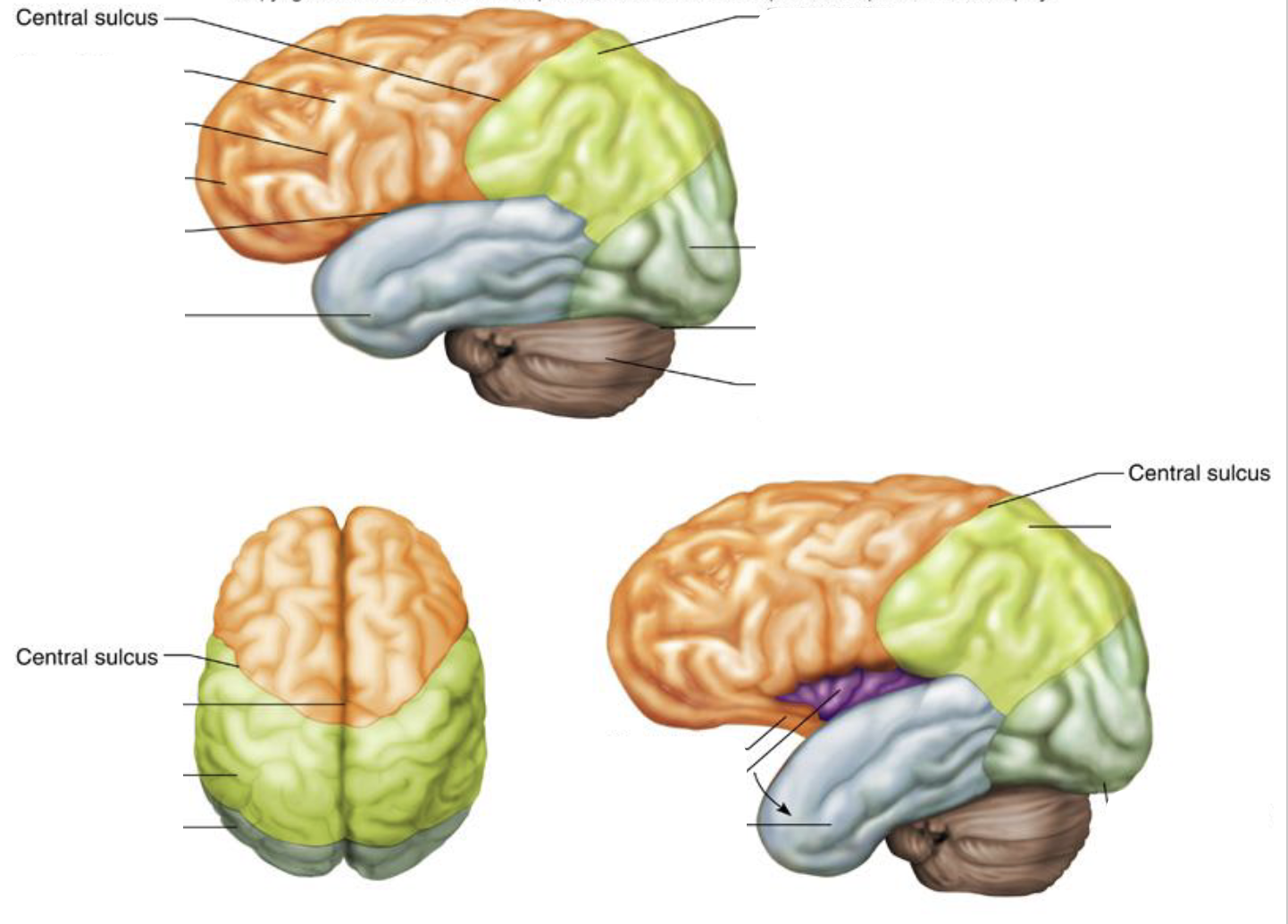 <p><strong>Location: Grove between the frontal and parietal lobes; Function: separates motor and sensory areas</strong></p>
