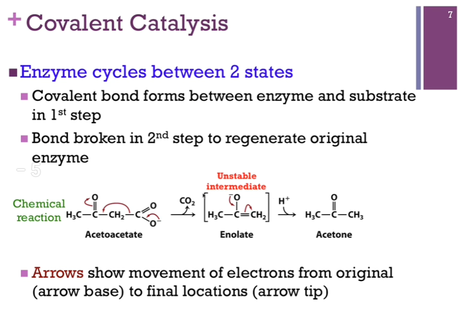 <p>Case where the enzyme CYCLE between two states. In the first step, it actually forms a covalent bond with the substrate or a portion of the substrate. In the second step, it must break that bond because remember, we must regenerate the original form of the enzyme. Here’s a reaction where we are converting acetoacetate through decarboxylation to acetone! Unstable enolate intermediate, another carbanion.</p>