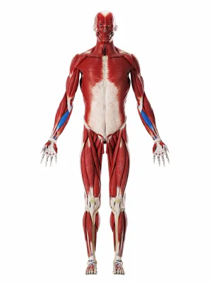 <p>What is this muscle?</p>