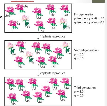<p>Genetic drift</p>