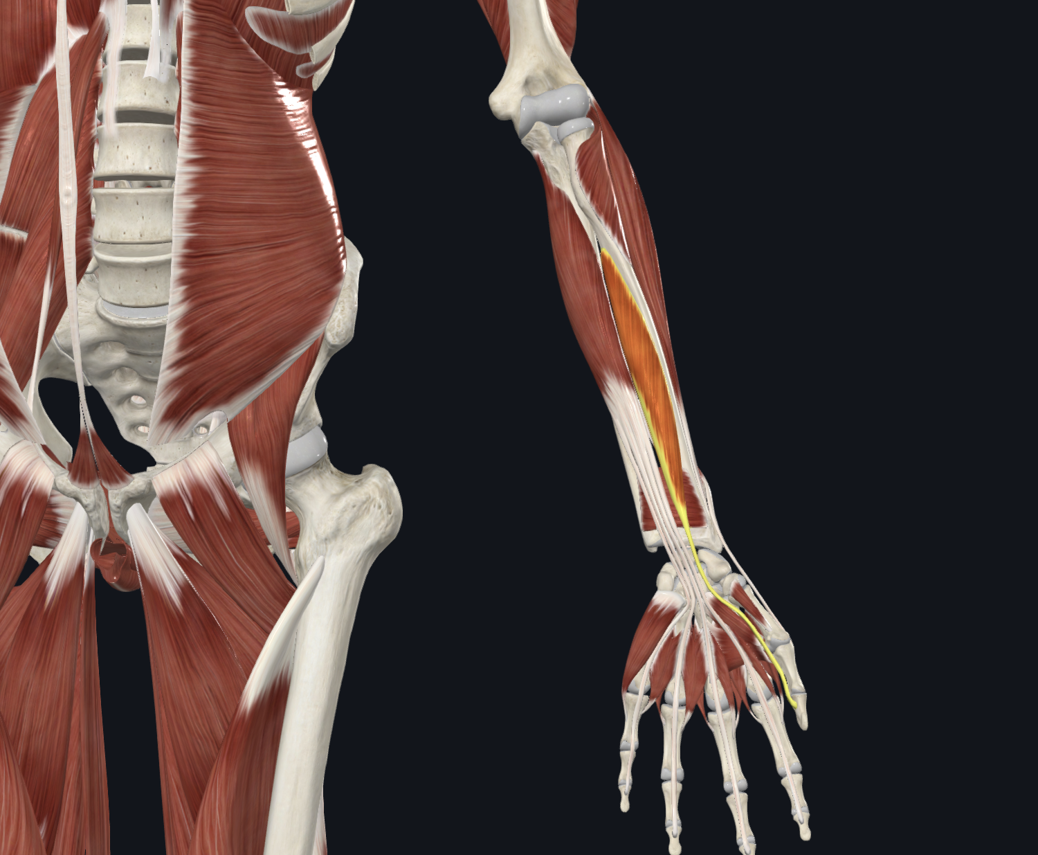 <p>Flexor policis longus</p>