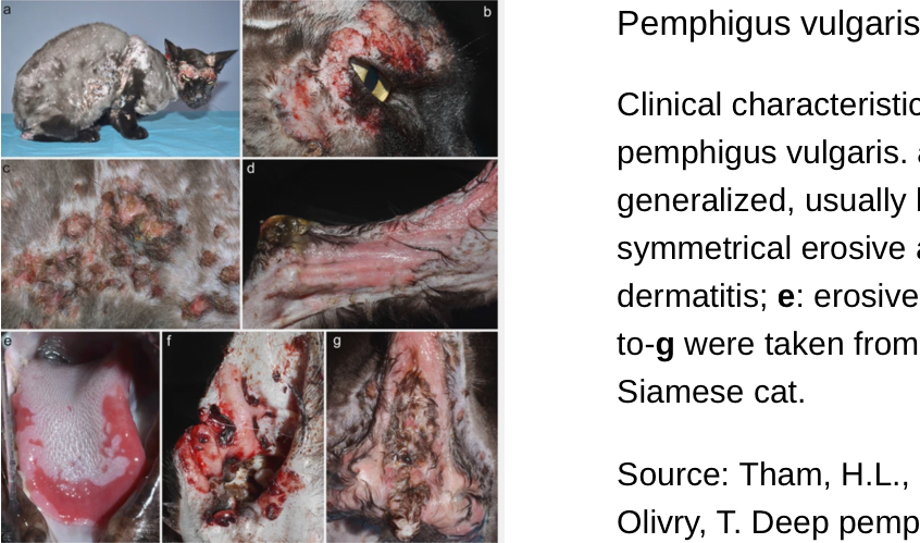 <p>Pemphigus: TX</p>