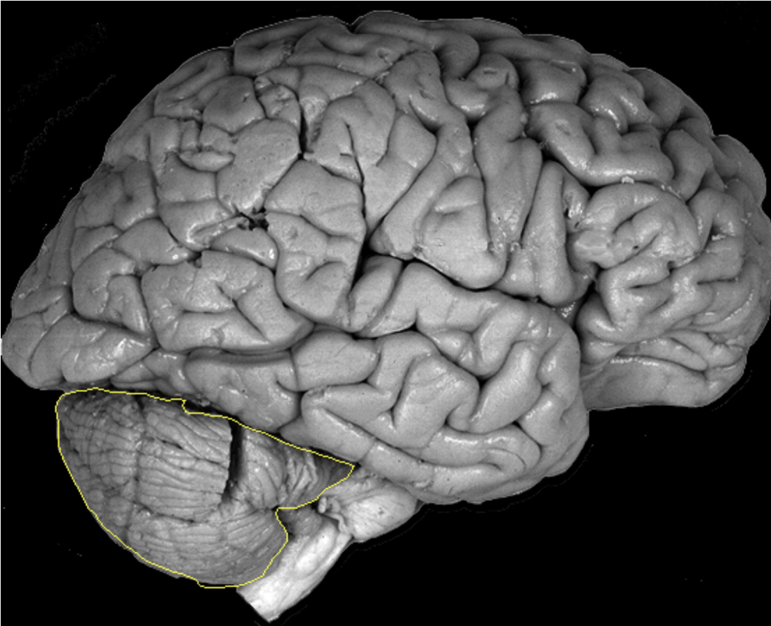 <p>What is the area highlighted called?</p>