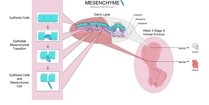 <p>Origin of adipose tissue → Mesenchyme</p>