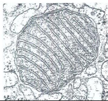 <p>elangrijkste plaats van energieproductie: O2-ademhaling; Krebs-cyclus en elektronentransportketen; vetzuurafbraak (β-oxidatieweg)/ Mitochondriën zijn aanwezig in vrijwel alle eukaryote cellen en zorgen voor energieproductie via de O₂-ademhaling. Ze zijn ±1 μm groot (vergelijkbaar met een bacteriecel) en een cel kan er duizenden bevatten, afhankelijk van de energiebehoefte.Ze hebben een dubbel membraan: de binnenste membraan vormt instulpingen (cristae) waar de elektronentransportketen plaatsvindt. De matrix (stroma) is de locatie van de Krebs-cyclus, β-oxidatie van vetzuren en aminozuurmetabolisme. Hoe actiever de cel, hoe meer en hoe sterker ontwikkelde cristae.Mitochondriën bezitten eigen circulair DNA en 70S ribosomen (vergelijkbaar met prokaryoten), maar de meeste mitochondriale eiwitten worden gecodeerd door kern-DNA en in het cytoplasma gesynthetiseerd. Dit leidt tot extranucleaire erfelijkheid (overerving niet via Mendel).Vermenigvuldiging gebeurt door tweedeling.Volgens de endosymbiontische theorie (Lynn Margulis) zijn mitochondriën afkomstig van prokaryote endosymbionten die opgenomen werden in voorlopers van eukaryote cellen. Bewijs: circulair DNA, 70S ribosomen, elektronentransportketen op de binnenste membraan. Deze theorie is nu algemeen aanvaard</p>