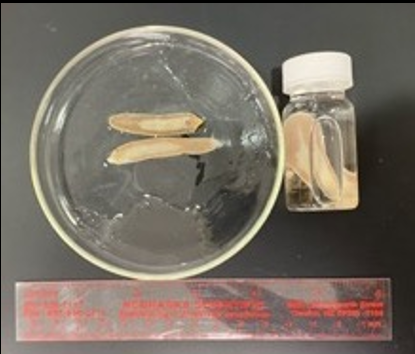 <p>What phylum does this belong to?</p>