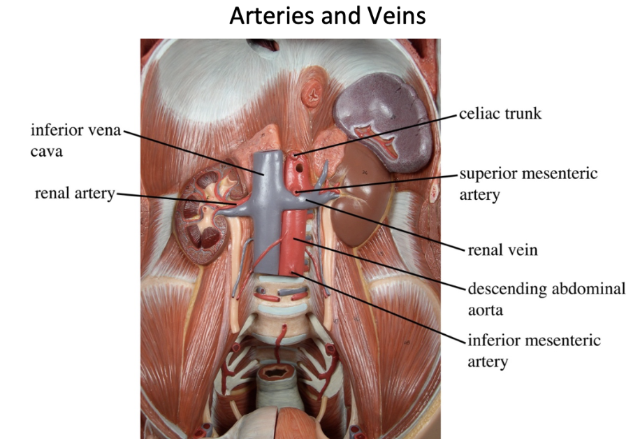<ol><li><p>Inferior Vena Cava</p></li><li><p>Renal artery</p></li><li><p>Celiac Trunk</p></li><li><p>Superior Mesenteric Artery</p></li><li><p>Renal Vein</p></li><li><p>Descending abdominal aorta</p></li><li><p>Inferior mesenteric artery</p></li></ol><p></p>