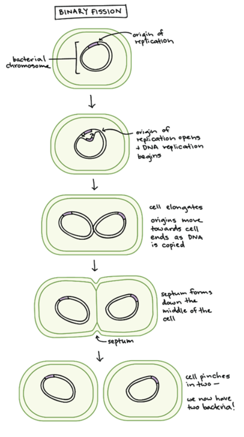 <p><span style="background-color: transparent; font-family: "Century Gothic", sans-serif;"><strong>1. Replication:</strong> DNA (chromosome and plasmids) and ribosomes replicate.</span></p><p><span style="background-color: transparent; font-family: "Century Gothic", sans-serif;">2. <strong>Elongation:</strong> The cell grows larger and longer.&nbsp;</span></p><p><span style="background-color: transparent; font-family: "Century Gothic", sans-serif;">3. <strong>Separation:</strong> Chromosomes move to opposite ends of the cell.&nbsp;</span></p><p><span style="background-color: transparent; font-family: "Century Gothic", sans-serif;">4. <strong>Cytokinesis:</strong> Proteins form a new cell wall in the middle, and the cell pinches in two.</span></p>