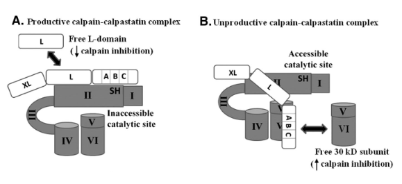 <p>Protease: Calpains</p>