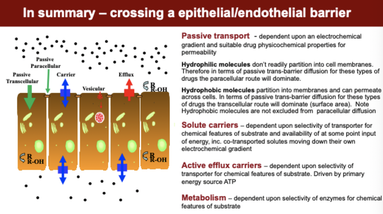 <p>crossing an epithelial/endothelial barrier</p>
