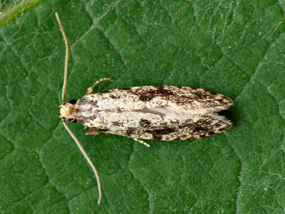 <p>rad:</p><p>druh:</p>