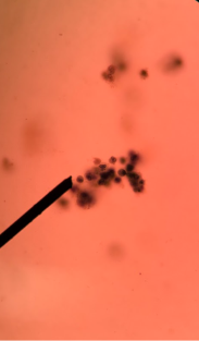 <p>identify</p>