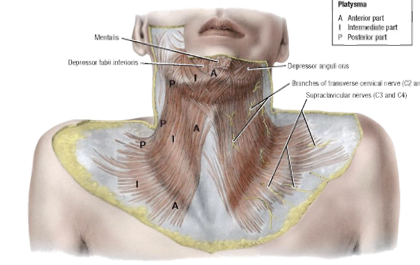 <p>Platysma</p>