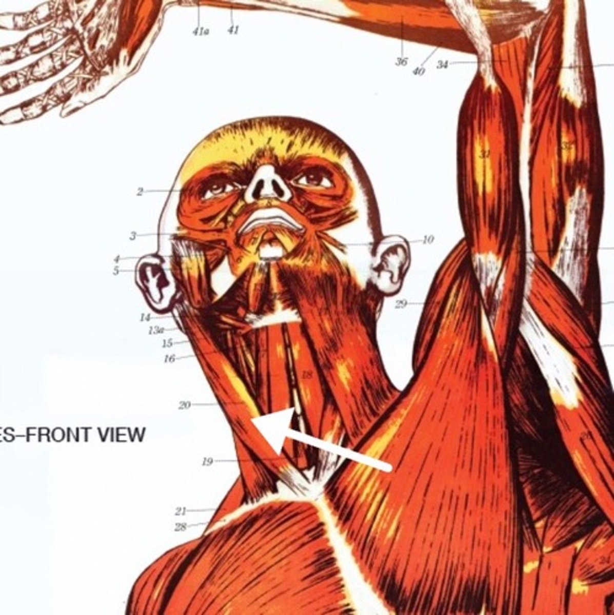 <p>What is this muscle?</p>