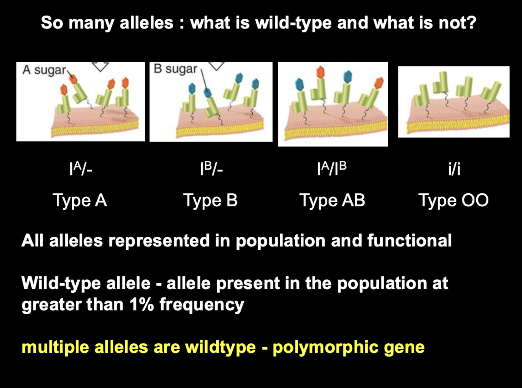 <p></p><ul><li><p>Wild-type is defined by <strong>frequency</strong>, not by whether the allele is “healthy” or “normal.”</p></li><li><p>A gene can have <strong>multiple wild-type alleles</strong> at once. A gene like that is called <strong>polymorphic</strong>.</p></li><li><p>Rare (mutant) alleles are often loss-of-function or disease-causing, so frequency and function often line up. That’s a typical pattern, not the definition.</p></li><li><p>Typical pattern: <strong>wild-type = dominant, loss-of-function mutant = recessive</strong></p></li></ul><p></p>