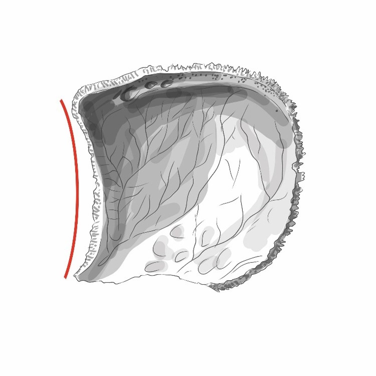 <p>vormt de sutura coronalis met margo parietalis ossis frontalis</p>