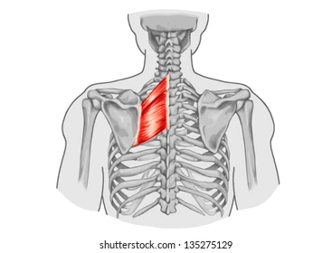 <p>Name the muscle!</p>