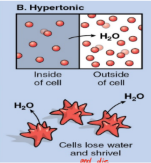 <p>hypertonic cell:</p><ul><li><p>a solution where the conc. of solute is ___ than the solution its being compared to</p></li><li><p>___ of the cell is hypertonic to the ___ of the cell</p><ul><li><p>cells ___ water and ___</p></li></ul></li></ul><p></p>