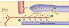 <p>Contraction cycling stops as tropomyosin covers myosin binding sites of actin</p>