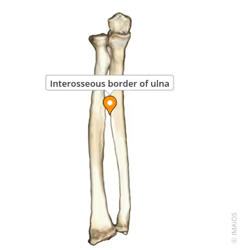 <p>What landmark within Tibia (shin bone, weight-bearing bone of lower leg; Curial / tibial region)</p>