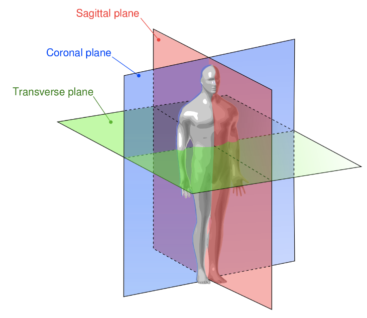 <p><strong>Coronal </strong>plane<strong> </strong>(a.k.a. frontal plane)<strong> </strong>pertains to a vertical, side-to-side plane that, when it traverses the body in its anatomical position, separates it into anterior and posterior portions.</p><p>The <strong>coronal </strong>plane is perpendicular to the vertical sagittal plane and intersects the transverse (a.k.a. horizontal) plane at a right angle.</p>