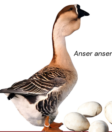 <ul><li><p>Dual purpose</p></li><li><p>35- 45 eggs</p></li><li><p>7-9kg at 20- 24 weeks</p></li><li><p>China</p></li><li><p>large, heavy bodied goose, with gray or brown plumage, prominent black knob at the base of the bill, thick neck with dewlap, hardy and calm temperament, good forager, and capable of high meat yield</p></li></ul><p></p>