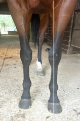 <p>Why might a horse have an externally rotated limb?</p>