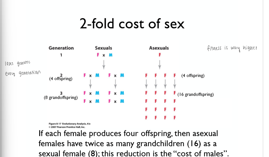 <p>Two-fold cost of sex</p>