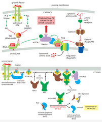 <p>mTORC2 - Inhibition of apoptosis</p><p>mTORC1 - Stimulation of cell growth</p>