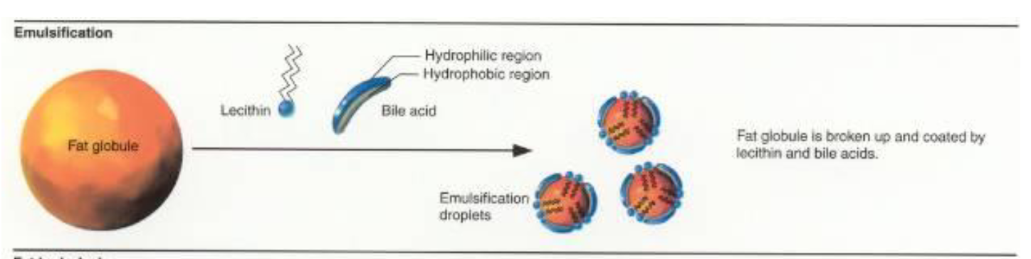 <p>Requires bile → make a fat molecule into droplets, this allows the surface area to increase</p>