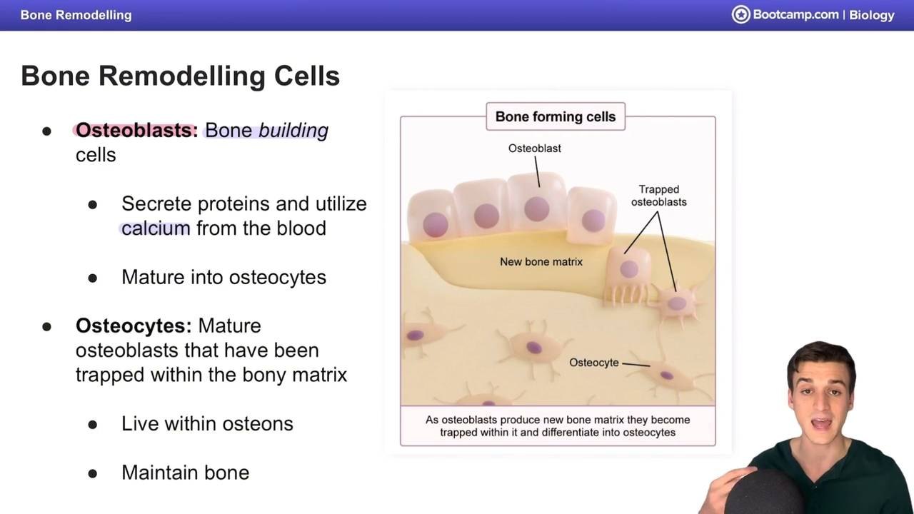 <ul><li><p>bone building cells</p></li><li><p>secrete proteins and utilize calcium from blood</p></li><li><p>mature into osteocytes</p></li></ul><p></p>