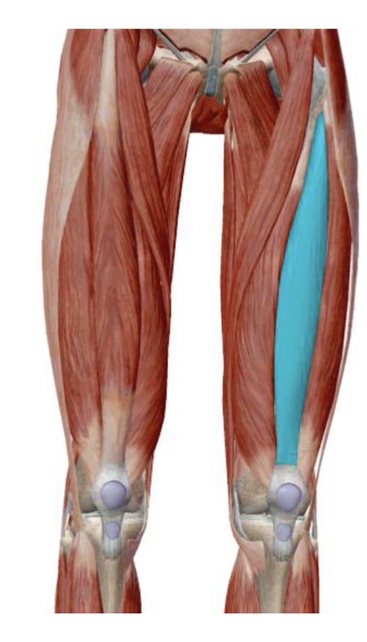 <p>What is the muscle name, its origin, its insertion, its action, and its innervation?</p>