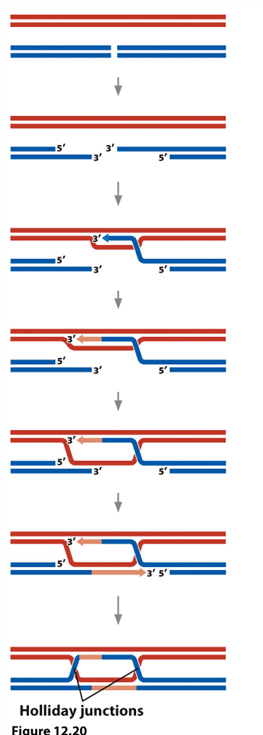 <p>Homologous Recombination Repair</p><p>-Uses the sister chromatid to repair the break</p><p></p><p>Nonhomologous end joining</p><p>-Joins broken ends </p><p>-Often leads to translocations, deletions and insertions</p>