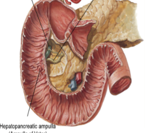 <p>First section of small intestine, after pyloric sphincter. Intraperitoneal at beginning and end, <strong>retroperitoneal </strong>in the middle (associated with the pancreas). Recieves blood from celiac trunk and superior mesentaric. Combines bile (from gall bladder/liver), chyme (from stomach) and digestive enzymes from pancreas. Digests fats, proteins and sugars. Contains brunner’s glands in the submucosal layer to produce alkaline mucus (neutralize HCl). </p>