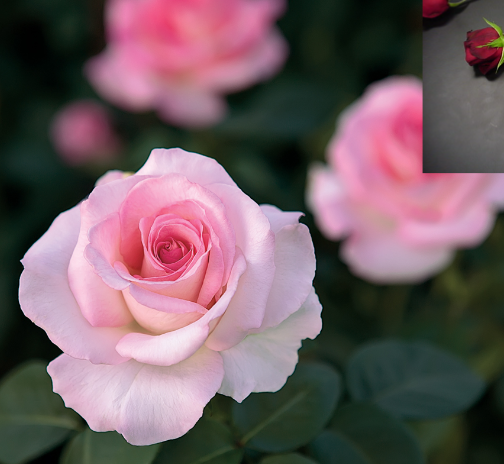knowt flashcard image