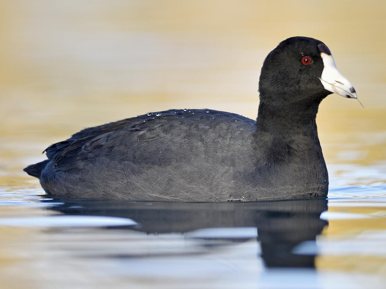 <p>American coot</p>
