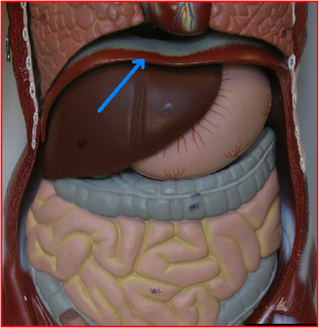 <p><span>What muscle is this?</span></p>