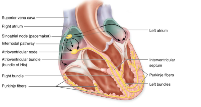 <ol><li><p>SA node: natural pacemaker located at junction of SVC and right atrium, sets heart rate of 60-100 bpm by generating impulses (P wave)</p></li><li><p>AV node, located in interatrial septum and receives impulses from SA node, delays conduction by 0.1 sec to allow atrial contraction before ventricular contraction (PR interval) </p></li><li><p>Buncle of His (AV bundle) conducts impulses from AV node to ventricles </p></li><li><p>Right and left buncle branches carry signals down interventricular septum towards apex </p></li><li><p>Purkinje Fibers distribute impulses throughout the ventricles, triggering contraction (QRS complex) </p></li></ol><p>Electrical impulses depolarize and repolarize myocardium (T wave is ventricular repolarization)</p><p></p>