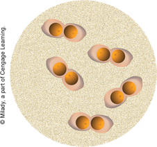 <p>Diplococci</p>