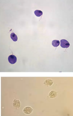 <p><span style="background-color: rgba(0, 0, 0, 0); line-height: 19.7625px;">What is the species in this photo and WHY?</span></p>