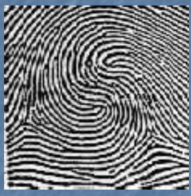 <p>2 loops/2 deltas, looks ,ike “s”</p>