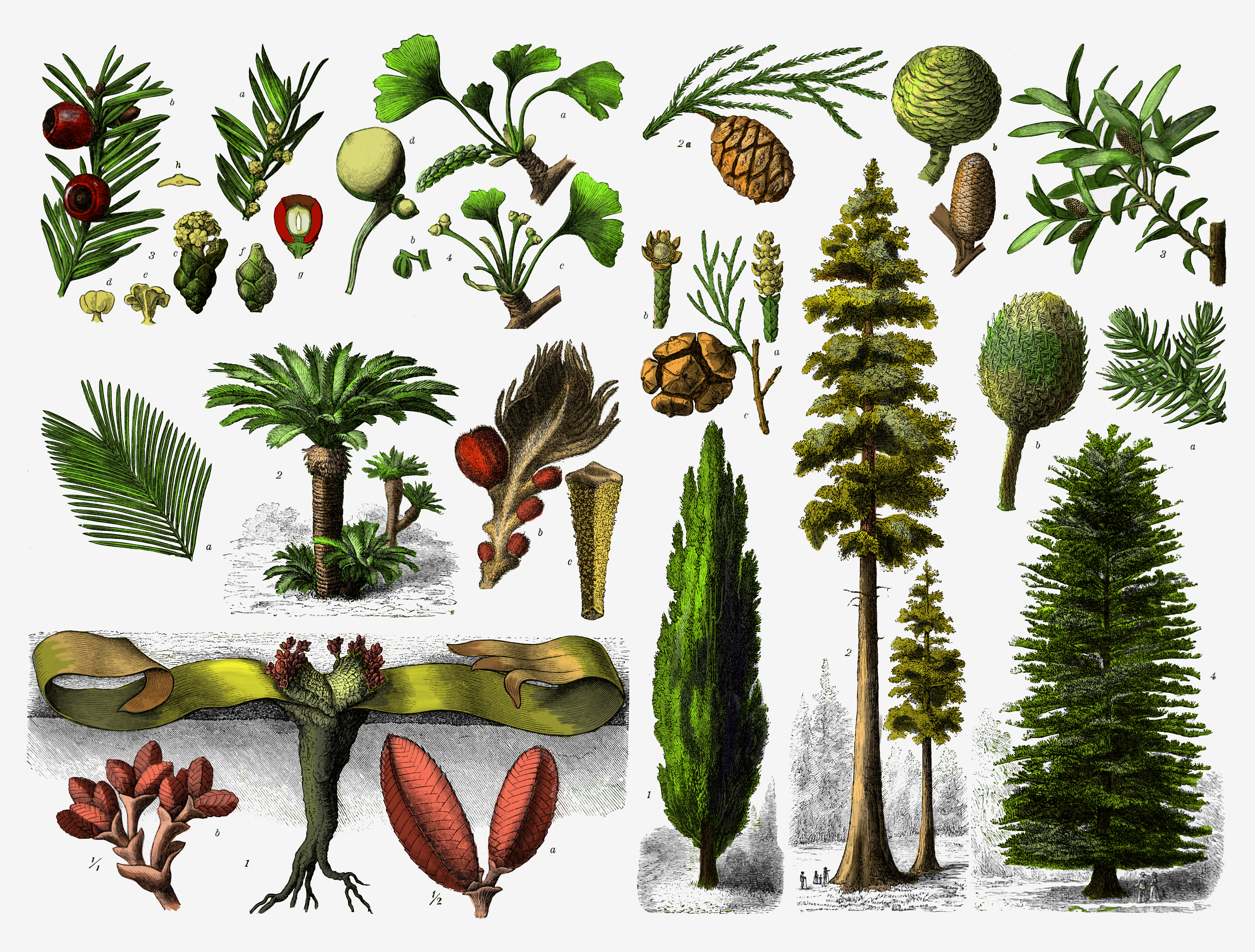 <p>Spermatophytes who seeds are not in chambers like fruits/nuts. Contains Conifers, Cycads, and Ginkgo. Pollination done by wind. Water not required for fertilization letting them grow in dry land. Conifers create pollen tubes to facilitate sperm and egg to meet.</p>