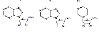 <ul><li><p>Ribose</p></li><li><p>Deoxyribose</p></li></ul><p></p>