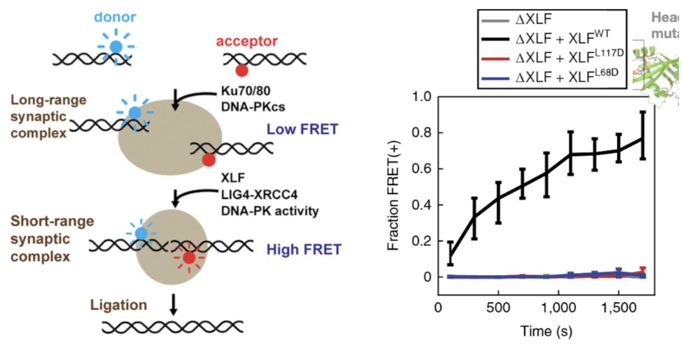 <p>XLF and LigIV-XRCC4 promote close synapsis of DNA ends</p><ul><li><p>also requires DNA-PK activity for transition between long and short range synapsis</p></li></ul><p>Tethered dimeric form of XLF with head mutations (disrupt binding site) in one subunit of XLF dimer exhibited inability to induce short-range synpasis</p><ul><li><p>2 WT XLFs are required for close synapsis</p></li></ul><p></p>