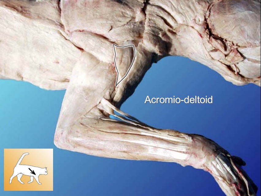 <p>Acromio-deltoid</p><p>acrion: abducts humerus</p><p>s: supraspunatus</p><p>a: latissimus dorsi</p>