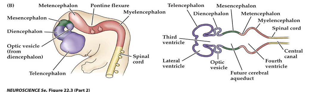 <p><span><strong>Figure 22.3&nbsp; Regional specification of the developing brain (Part 2)</strong></span></p>